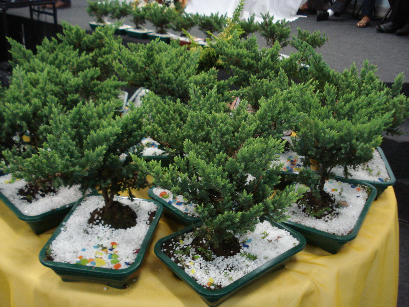 bonsai