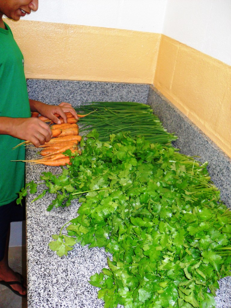 horta_norte1